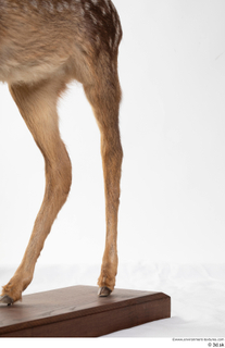 Deer doe leg 0019.jpg